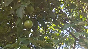 Ngentot Di Kebun, Tante Desa India Pamer Memek Basah Kena Angin